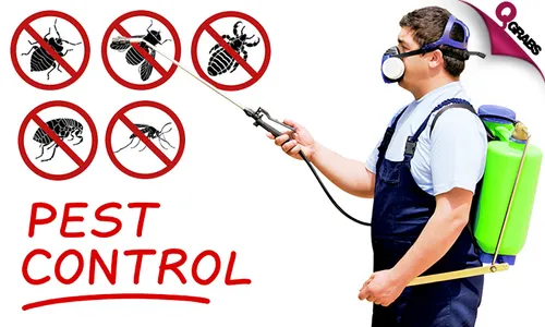Pest Control: Cockroach & Bedbug Treatment Services!